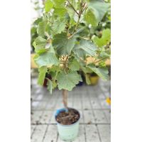 Lambrusco Grape vine