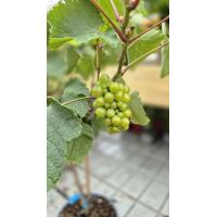 Lambrusco Grape vine