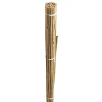 canes bundle