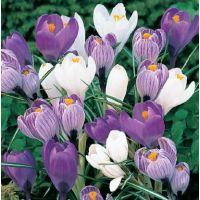 Crocus
