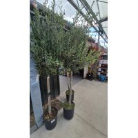 Olea Europaea on Stem (Stem 90-100cm )