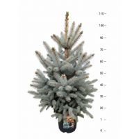 Picea pungens