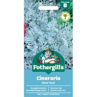 Cineraria Seeds