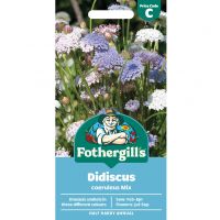 Didiscus Seeds