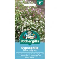 Gypsophila Seeds
