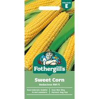 SWEET CORN Bodacious RM F1 Mr Fothergills Seeds