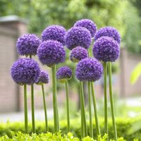 Allium Gladiator Bulbs (3 Pack)