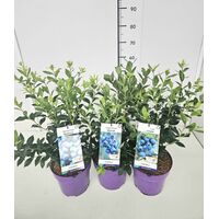 Blueberry plants