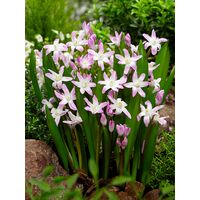 Chionodoxa Forbesii Pink Giant Bulbs (20 Pack)