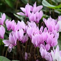 Cyclamen Hederifolium Bulbs (3 Pack)