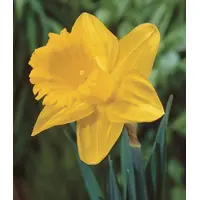 Daffodil Dutch Master Bulbs (6 Pack)