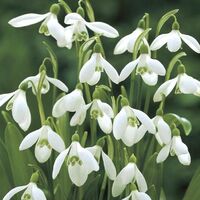 Galanthus Woronowii Bulbs (10 Pack)