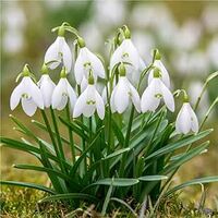 Galanthus Woronowii Bulbs (35 Pack)