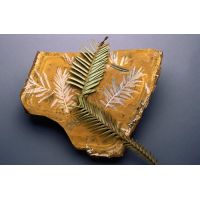 Fossil of the Wollemi Pine