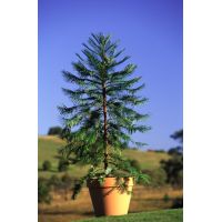 Wollemi Pine in cultivation