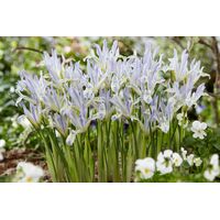 Iris Reticulata Painted Lady Bulbs (8 Pack)
