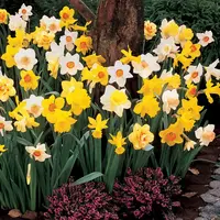 Mixed Daffodils Bulbs (6 Pack)