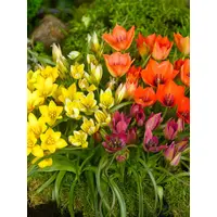 Mixed Single Tulips Bulbs (25 Pack)