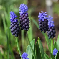 Muscari Latifolium Bulbs (25 Pack)