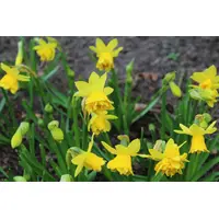 Tête à Tête Bouclé Bulbs (50 Pack)