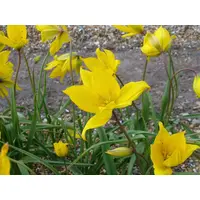 Tulip Species Sylvestris Bulbs (15 Pack)