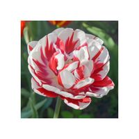 Tulip Double Carnaval de Nice Bulbs (8 Pack)