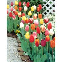 Venus Single Tulip Mix Bulbs (10 Pack)