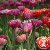 Tulips Mixed Double Bulbs (8 Pack)