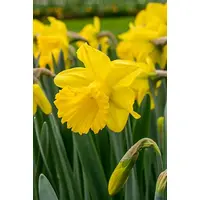 Yellow Trumpet Daffodils Mix Bulbs (4kg Pack)