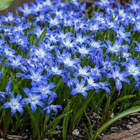 Chionodoxa Luciliae Bulbs (20 Pack)