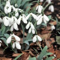 Galanthus elwesii Bulbs (10 Pack)