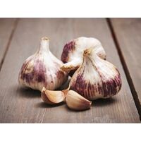 Germidour Garlic Bulbs