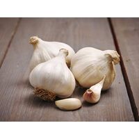 Garlic Bulbs Messidrome (3 Pack)