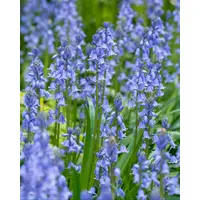 Bluebell Non Scripta Dutch Grwn Bulbs (35 Pack)