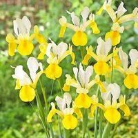 Iris Hollandica Symphony Bulbs (20 Pack)
