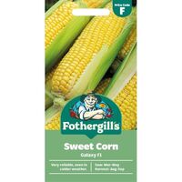 SWEET CORN Galaxy F1 Mr Fothergills Seeds
