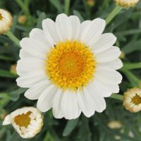 Marguerite Plant