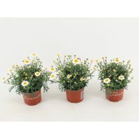 Marguerite Plant