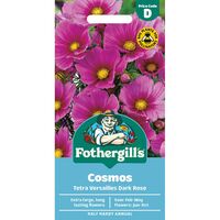 COSMOS Tetra Versailles Dark Rose Mr Fothergills Seeds