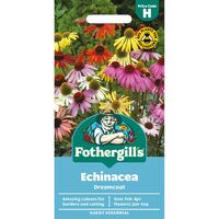 ECHINACEA Dreamcoat Mr Fothergills Seeds