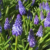 Muscari Emmy Bulbs (15 Pack)