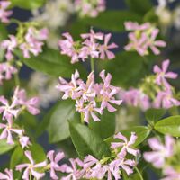 Pink Star Jasmine