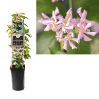 Pink Star Jasmine