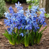 Scilla Siberica Bulbs (20 Pack)