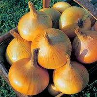 Onion Sets "SENSHYU YELLOW" (75 Pack)