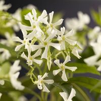 Trachelospermum Jasminoides