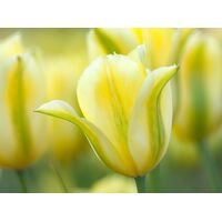 Tulip Viridiflora Formosa Bulbs (8 Pack)