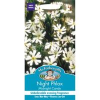 NIGHT PHLOX Midnight Candy Mr Fothergills Seeds