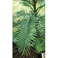 Foliage