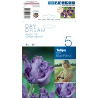 Tulip Blue Parrot